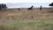 nervous hartebeest and antelope watch a pair of cheetah stalking their young at serengeti national park