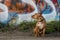 Nervous pitbull under graffiti bridge