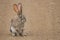 A nervous Scrub Hare in a road with bokeh
