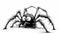 Nervous Spider: Ink Cartoon Arachnid