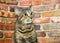 Nervous tabby cat by brick wall looking up