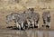 Nervous zebra by the water hole in Pilanesberg National Park.