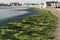 Nessebar, Bulgaria, Sunny Beach, July 16, 2021: Beach pollution with green algae on Bulgarian resort on Black Sea