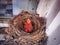 A nest of American robin new born babies open mouth
