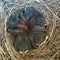 Nest of Baby Bluebird