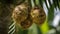 nest of the baya weaver