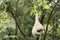 Nest of Baya weaver bird, Ploceus philippinus