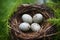 Nest bird eggs natural. Generate Ai