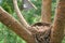 Nest of a bird with sleeping newborn thrush nestlings on the pine tree near country house