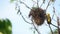 Nest of birds and Golden sparrow Bird or Ploceus hypoxanthus on branches Background green leaves