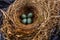 Nest of a Blackbird with eggs