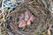 Nest of a Blackbird with nestlings