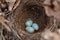 The nest of the Blackbird Turdus Merula