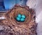 A nest of blue American robin birds eggs