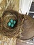 A Nest of Blue Robin’s Eggs Above a Light Fixture.