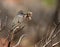 Nest Building Ash-throated Flycatcher