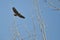 Nest Building Time for the Red-Tail Hawk