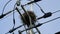 A nest built on a telephone pole under the blue sky.