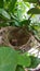 Nest bulbul tree bird chick