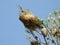 Nest of caterpillars opposaite a blue sky