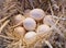 Nest with chicken eggs