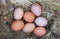 nest of chicken eggs in the chicken coop on the farm