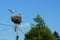 Nest with ciconia ciconia white storks family on top of electrical pole against blue sky in a village in Transylvania, Romania