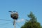 Nest with ciconia ciconia white storks family on top of electrical pole against blue sky in a village in Transylvania, Romania