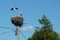 Nest with ciconia ciconia white storks family on top of electrical pole against blue sky in a village in Transylvania, Romania