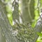 The nest of the common finch, Fringilla coelebs, with eggs