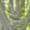 The nest of the common finch, Fringilla coelebs, with eggs