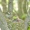 The nest of the common finch, Fringilla coelebs, with eggs