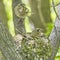 The nest of the common finch, Fringilla coelebs, with eggs