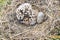 Nest of the Common Gull (Larus canus)