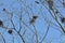 Nest and crows on tree top branch