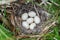 Nest of duck eggs