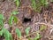 nest of earthen wasps in the garden