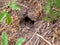 nest of earthen wasps in the garden