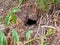 nest of earthen wasps in the garden