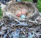 Nest with Egg and Babies: Two American robin baby birds one day old nestle in their bird nest next to a blue egg