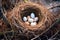 nest with eggs in unusual, unique location