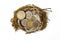 Nest with Euro Coins