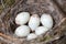 Nest of European Greenfinch (Carduelis chloris)