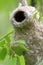 Nest of an European Penduline Tit bird in a spring nesting period