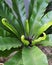 The nest fern belongs to the Polypodiaceae family. In scientific language it is also referred to as an epiphytic nail