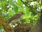 Nest fieldfare lat. Turdus pilaris on apple tree. Mother bird and her baby