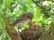 Nest fieldfare lat. Turdus pilaris. A bird feeds its children