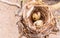 A nest filled with bird eggs