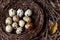 A nest filled with fresh quail eggs among leaves and twigs