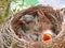 Nest with five chicks of fieldfare lat. Turdus pilaris